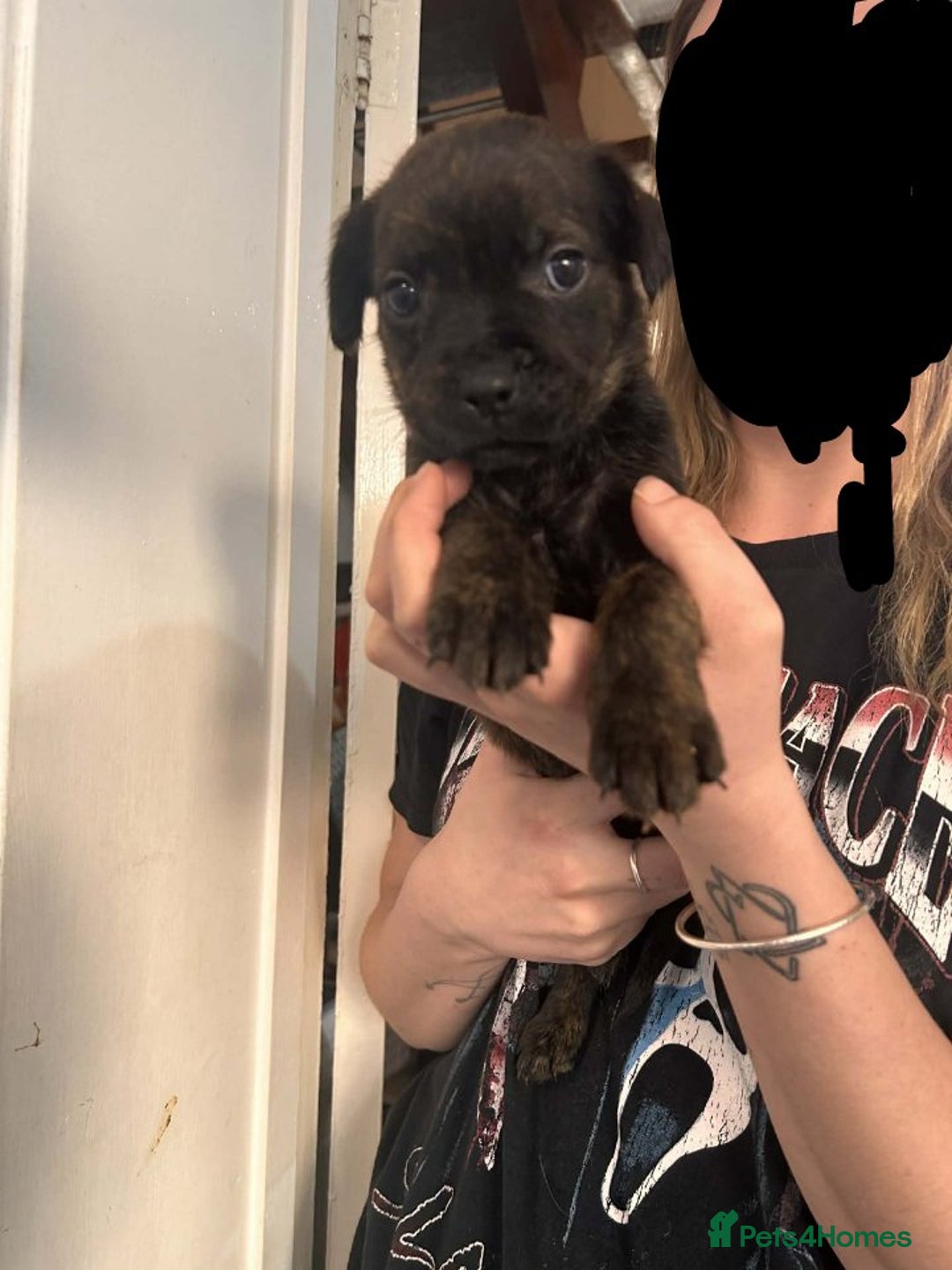 Mixed Breed dogs for sale: Beautiful Rottweiler x bullmastiff puppies - Advert 2