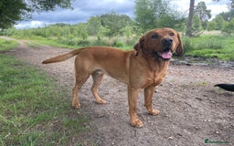 Labrador Retriever dogs for stud: Fox red Labrador stud  - Image 3