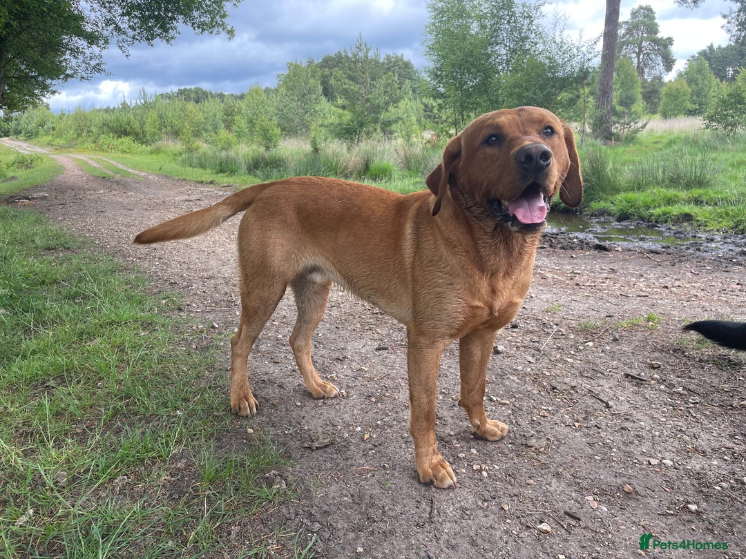Labrador Retriever dogs for stud: Fox red Labrador stud  - Image 3