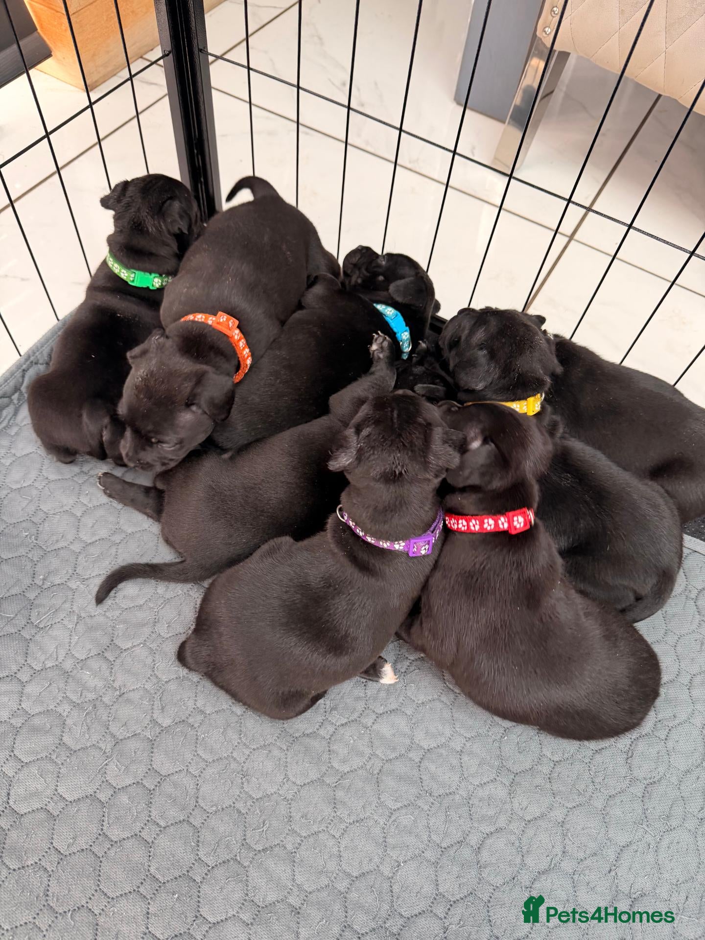 Staffordshire Bull Terrier dogs Staffordshire Bull Terrier Puppies (KC Registered) - Advert 7