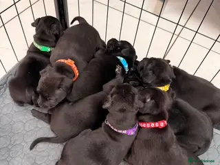 Staffordshire Bull Terrier dogs Staffordshire Bull Terrier Puppies (KC Registered) - Advert 7