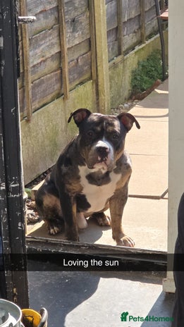 American Bully dogs - Advert 1