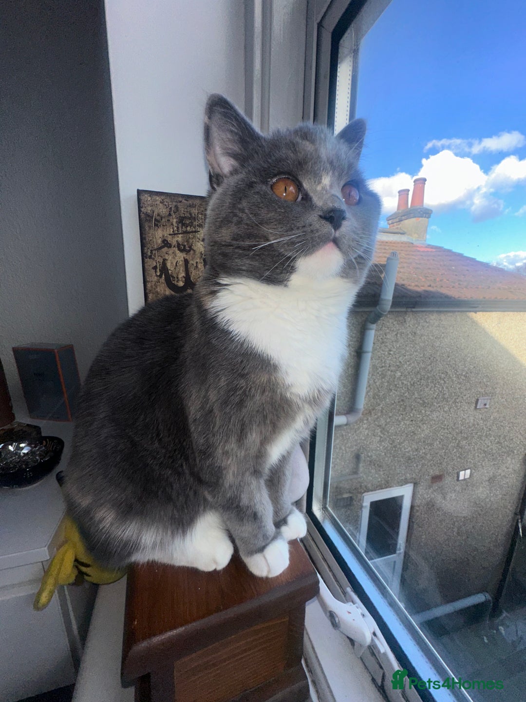 British Shorthair cats for sale: 1 year old Phoebe  - Image 5
