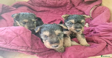 Mixed Breed dogs - Advert 7