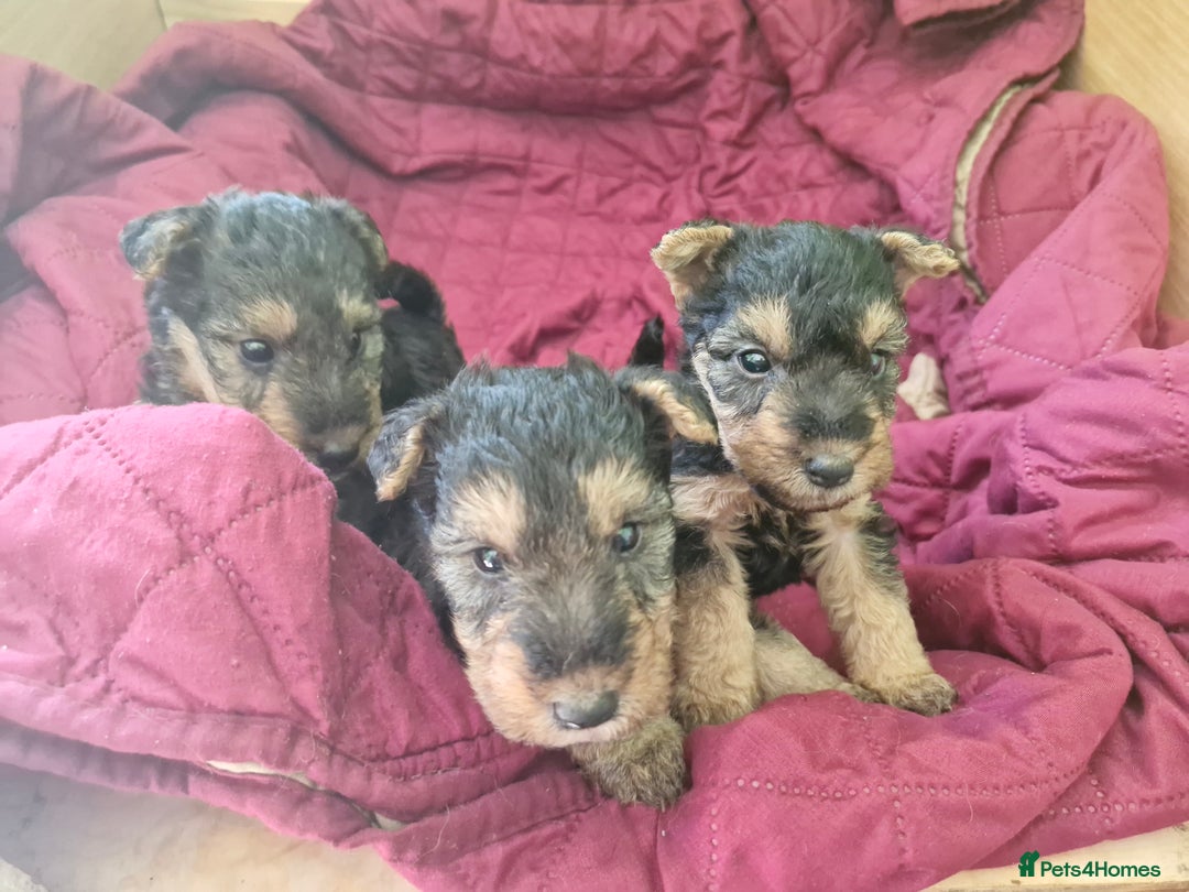 Mixed Breed dogs for sale: 3 x Fox Terrier crossed Welsh Terrier pups - Image 3