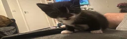 Mixed Breed cats for sale: Beautiful little kittens - Advert 19