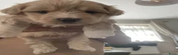 Maltipoo dogs for sale: Beautiful Maltipoo Puppies for sale. - Advert 2
