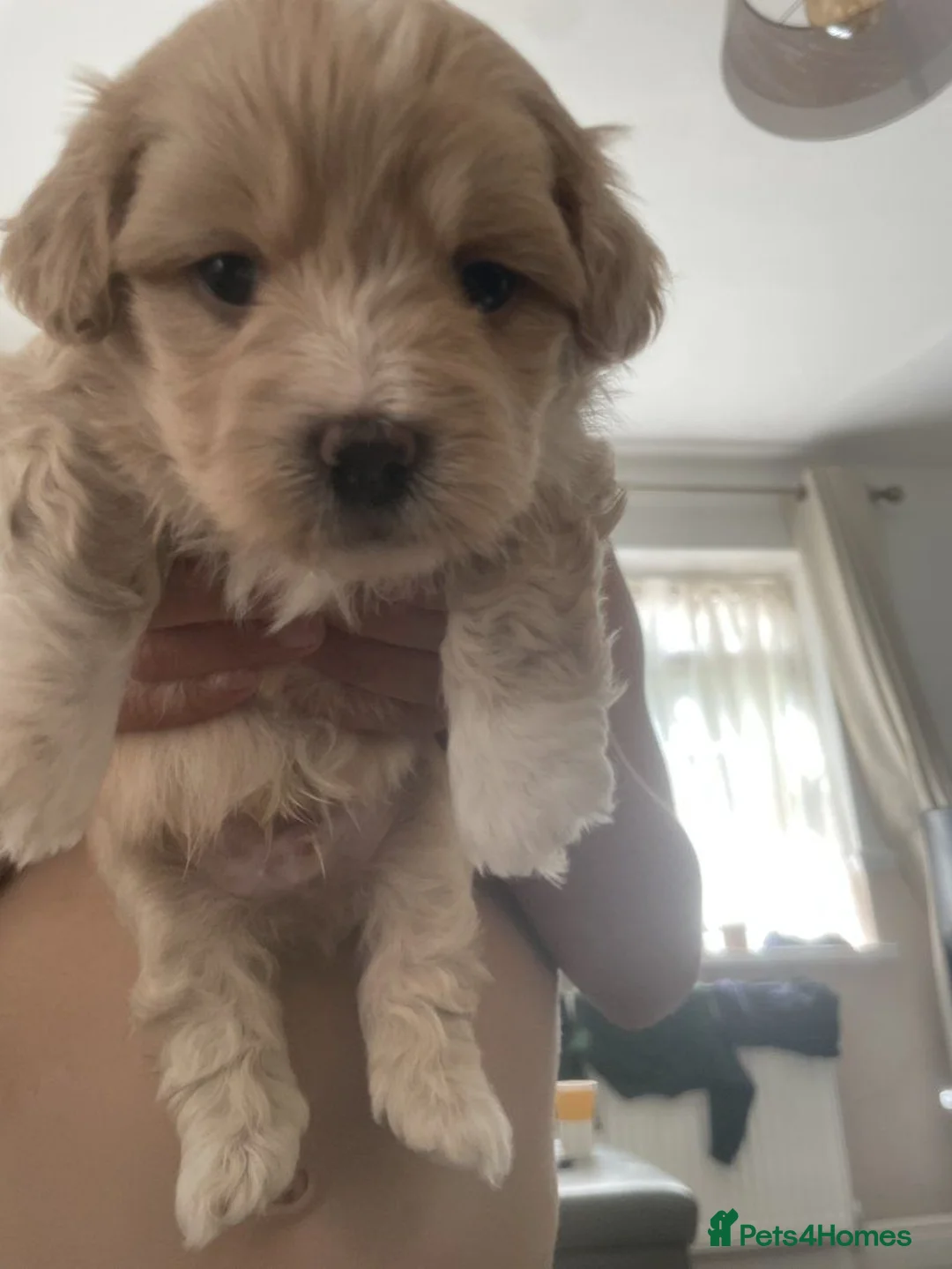 Maltipoo dogs for sale: Beautiful Maltipoo Puppies for sale. - Advert 2