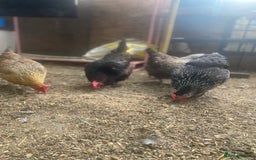 Chickens poultry for sale: POL HYBRID HENS SUPER FRIENDLY  - Image 3