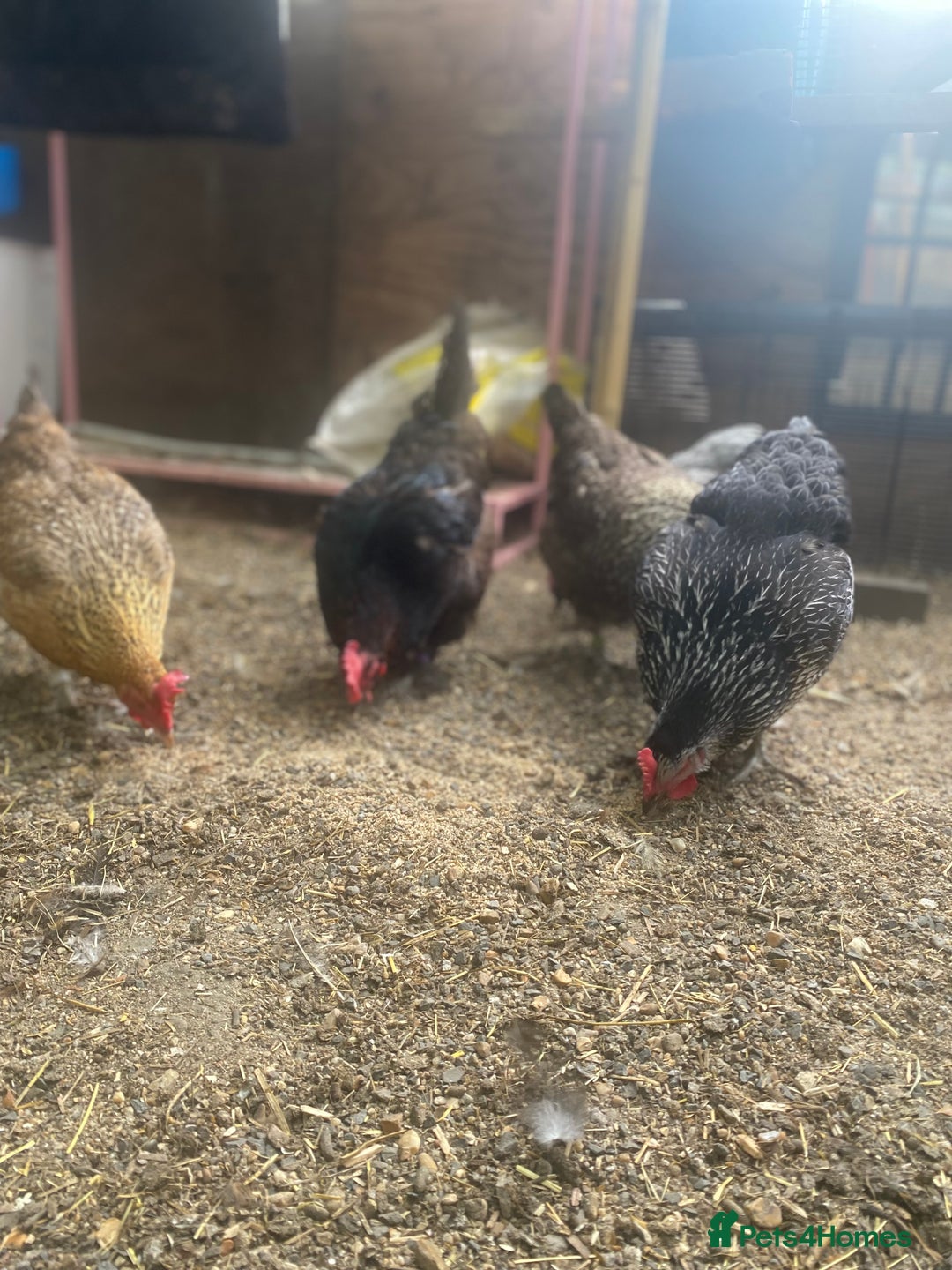 Chickens poultry for sale: POL HYBRID HENS SUPER FRIENDLY  - Image 3
