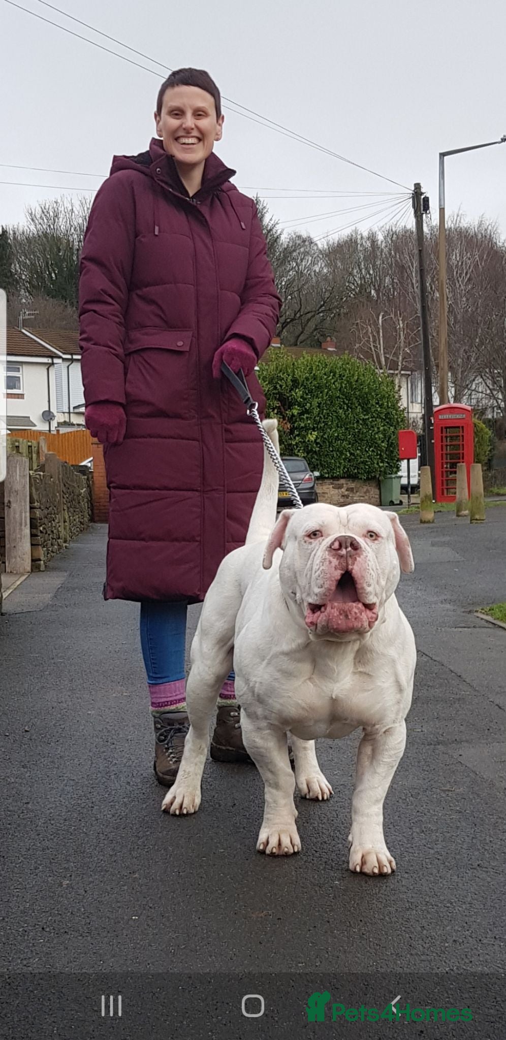 American Bulldog dogs Sam the american bulldog  - Advert 1