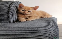 Domestic Shorthair cats for sale: cute mix breed kittens - Image 1