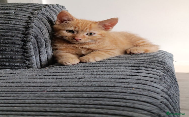 Domestic Shorthair cats - Advert 11