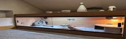 Bearded Dragon reptiles for sale: Bearded dragon & set up in Bacup - Advert 1