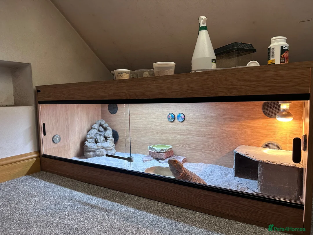 Bearded Dragon reptiles for sale: Bearded dragon & set up in Bacup - Advert 1
