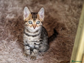 Bengal cats 🤎 STUNNING TICA BENGALS 🤎 - Advert 14