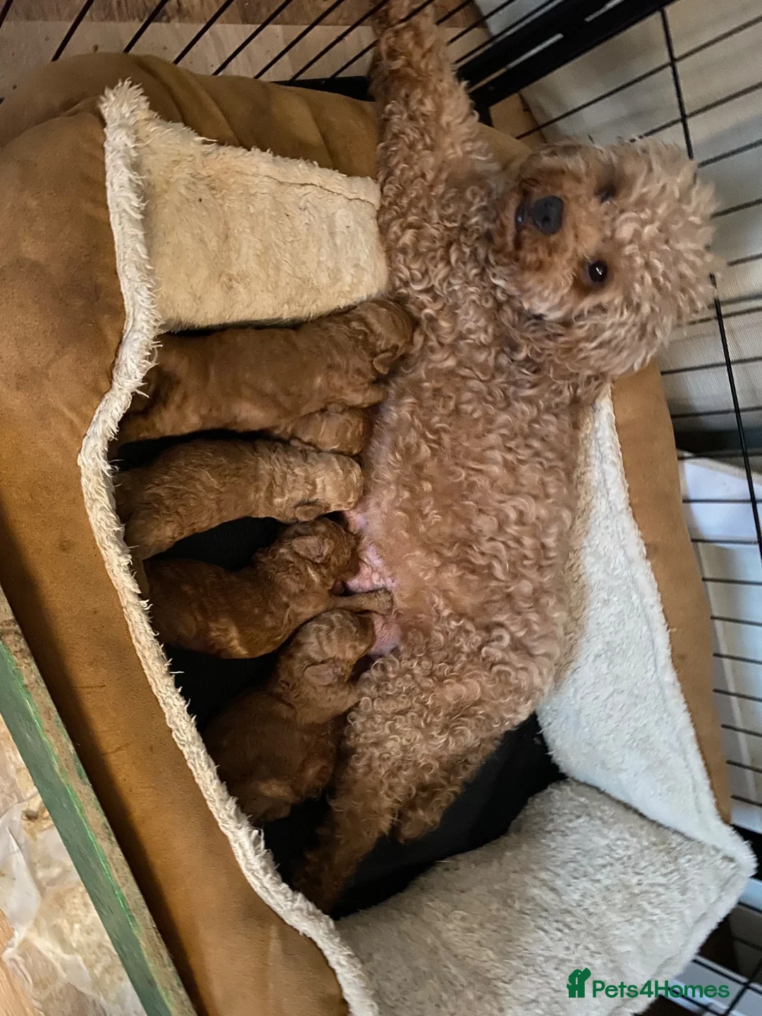 Toy Poodle dogs for sale: Toy poodle puppies - Advert 5