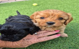 Cavapoo dogs for sale: Cavapoo puppies available from 27.9.25 - Image 19