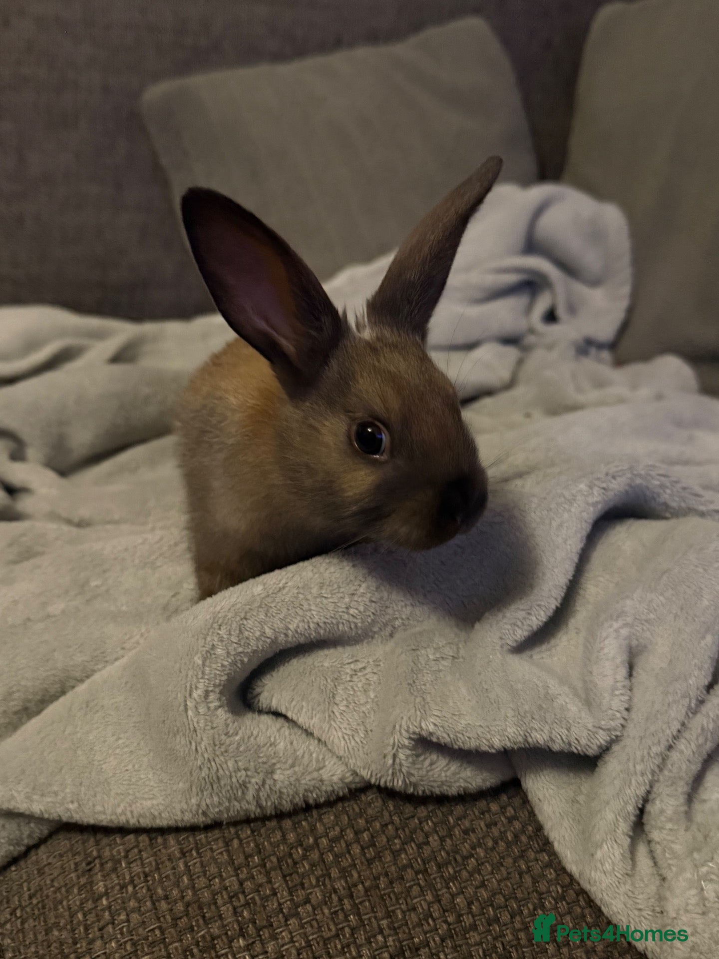 Mixed Breed rabbits for sale: Baby bunnies, vaccinated and well handled - Advert 23