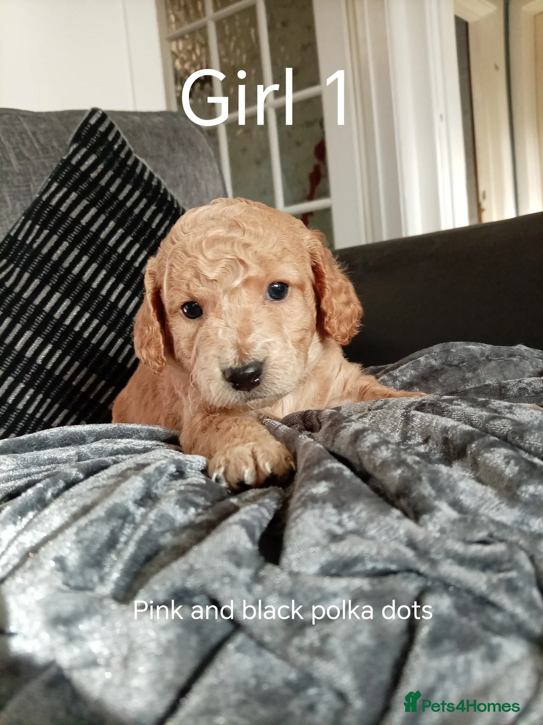 Cockapoo dogs for sale: 8 Beautiful Cockapoo Puppies - Advert 14