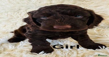 Cockapoo dogs - Advert 4