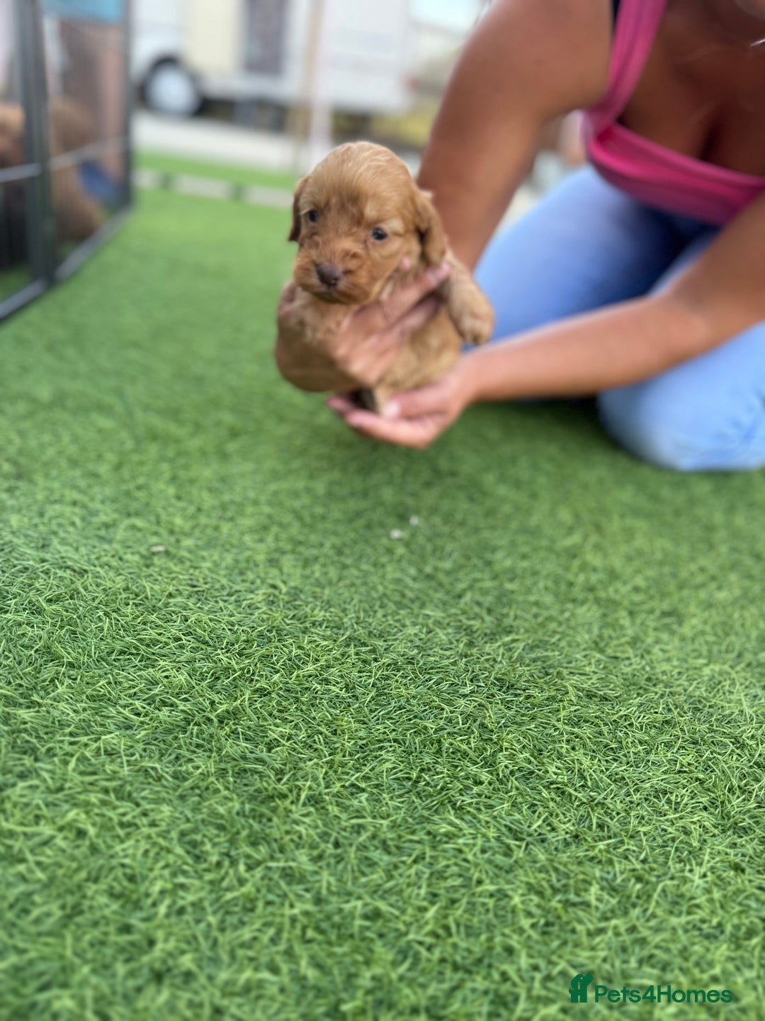 Cockapoo dogs for sale: Cockerpoo puppies - Image 14