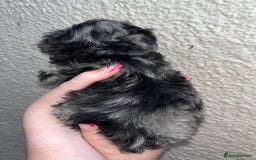 Cockapoo dogs for sale: Stunning F1b Cockapoo puppy’s  - Image 19