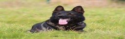 German Shepherd dogs for sale: Pedigree, Czech Line, Straight Back - Advert 8