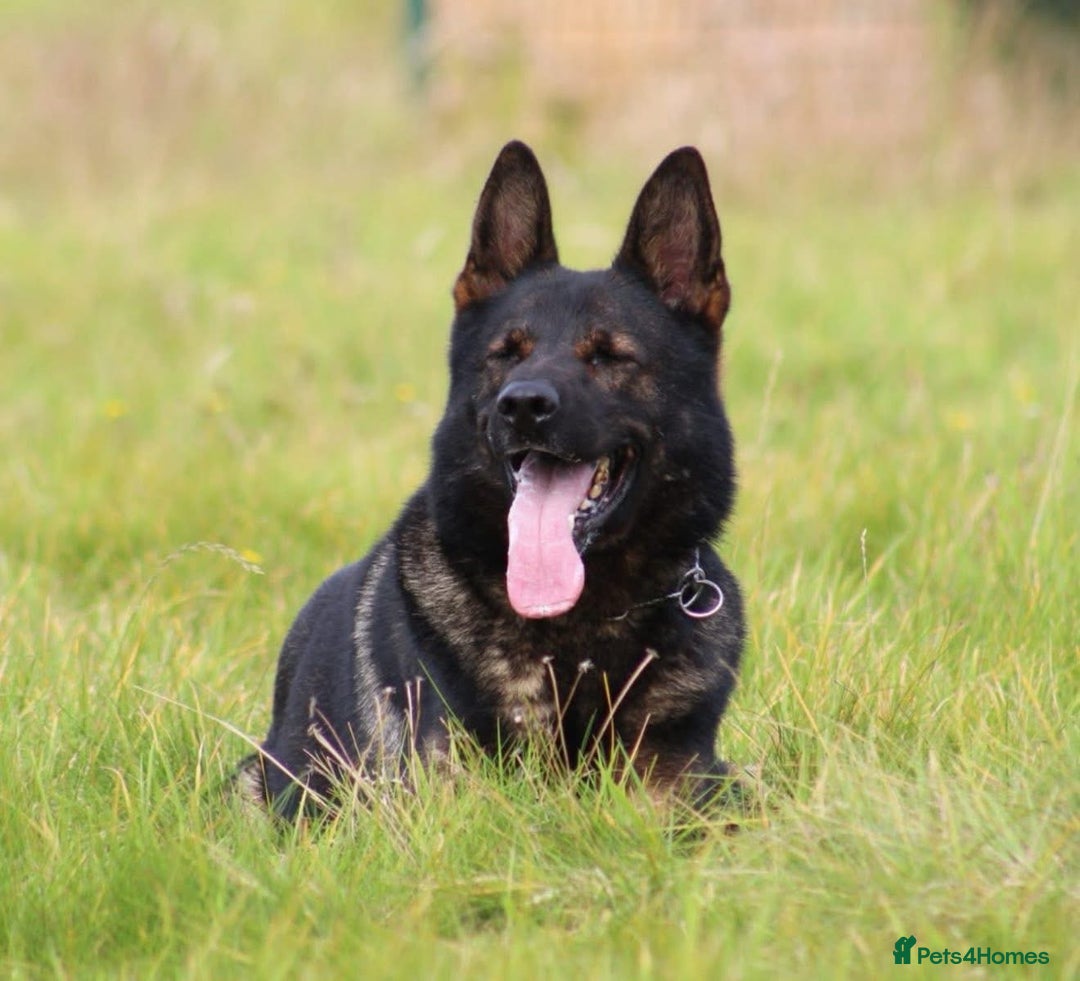 German Shepherd dogs for sale: Pedigree, Czech Line, Straight Back - Advert 8