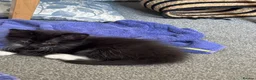 Mixed Breed cats for sale: Three beautiful kittens looking for forever home  in Slough - Advert 12