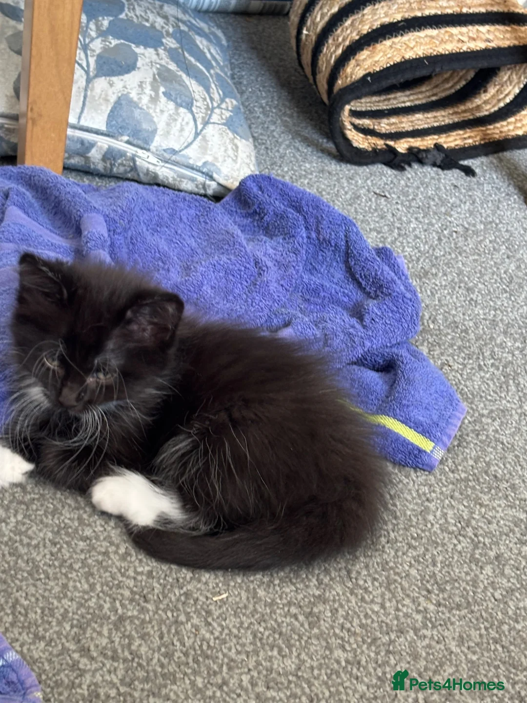 Mixed Breed cats for sale: Three beautiful kittens looking for forever home  in Slough - Advert 12