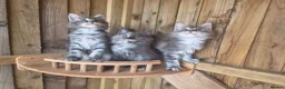 Maine Coon cats for sale: Pure Bred Maine Coon Kittens - Advert 19