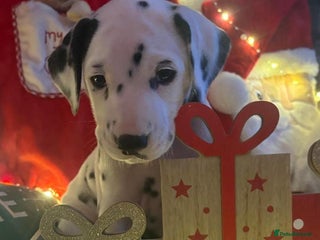 Dalmatian dogs Dalmatian puppies KC reg Hearing test passed ++ - Advert 2