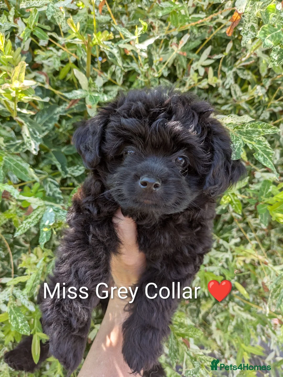 Pomapoo dogs for sale: Last Gorgeous female Pomapoo puppy  - Advert 1