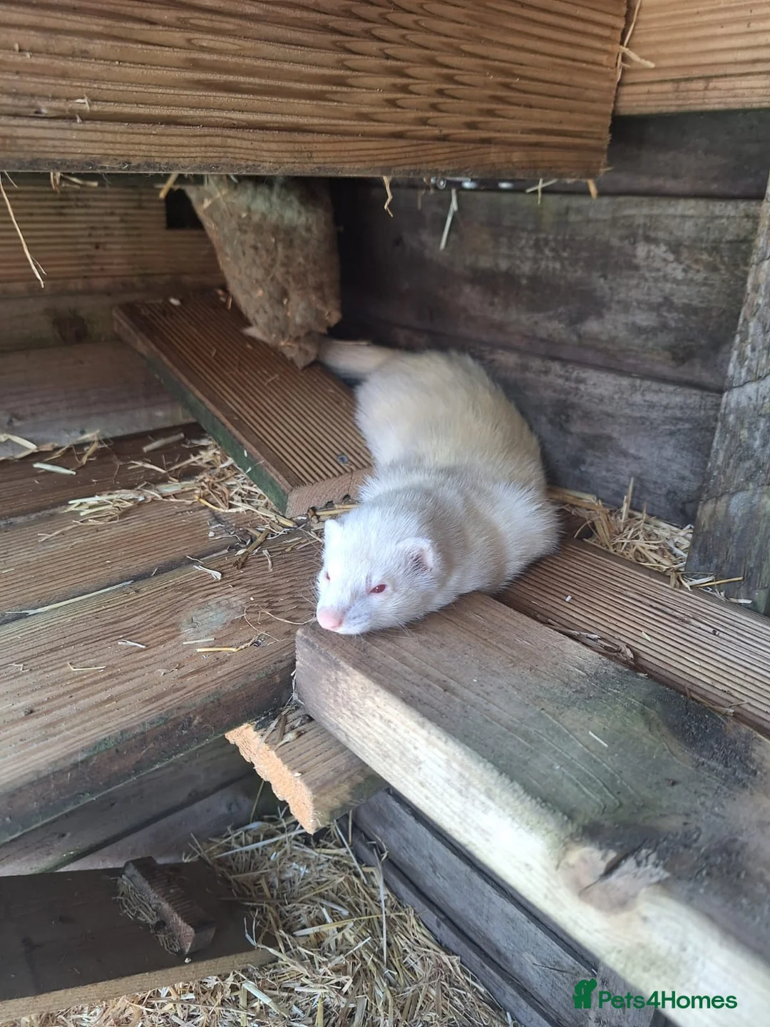 Ferret rodents for sale: 2 Gills  - Advert 5