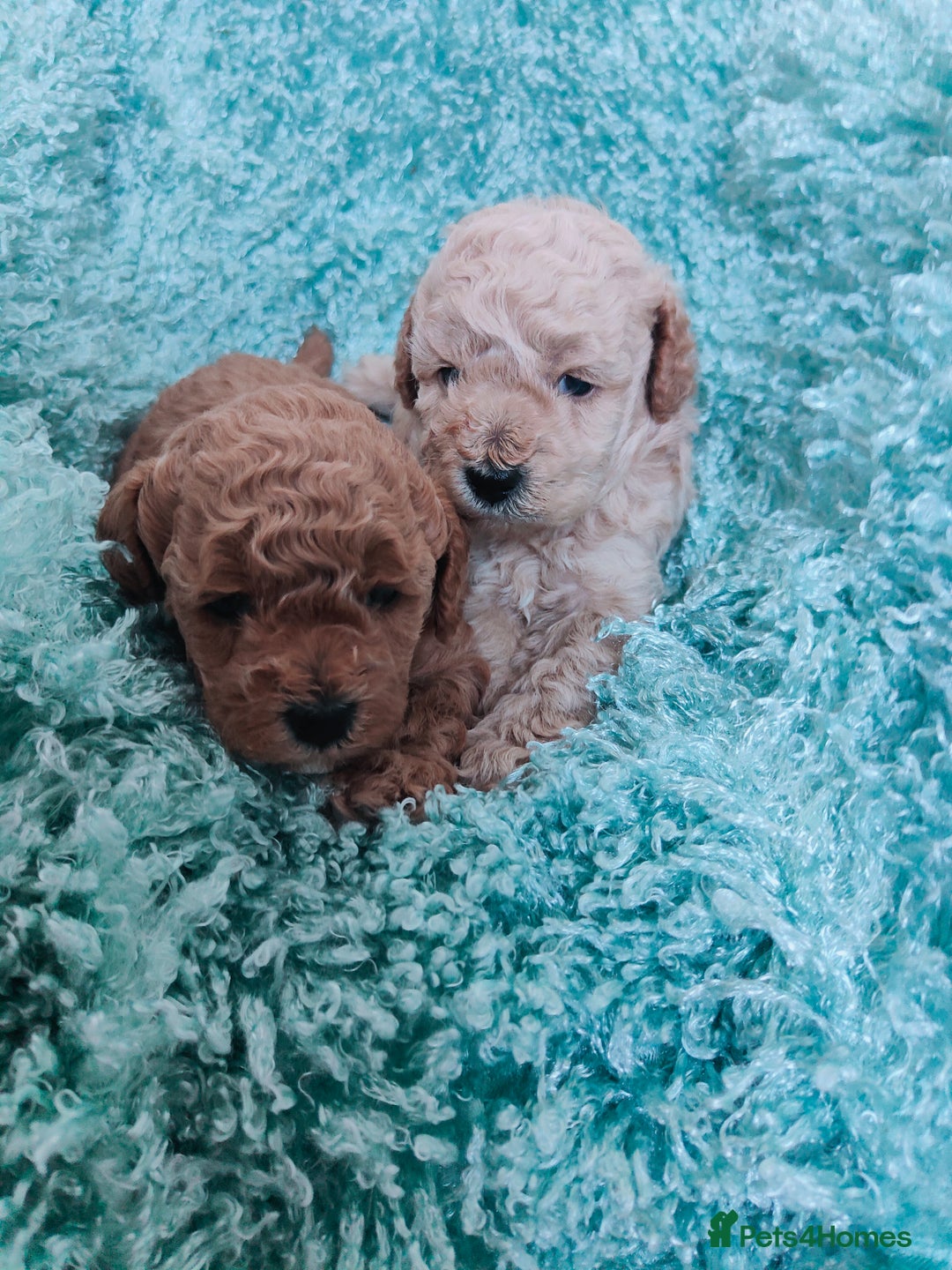 Cavapoo dogs for sale: Exquisite Cavapoo Boy and Girl, Red and Apricot,   - Image 9
