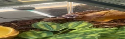 Corn Snake reptiles for sale: Corn snake and enclosure  in Guisborough - Advert 5