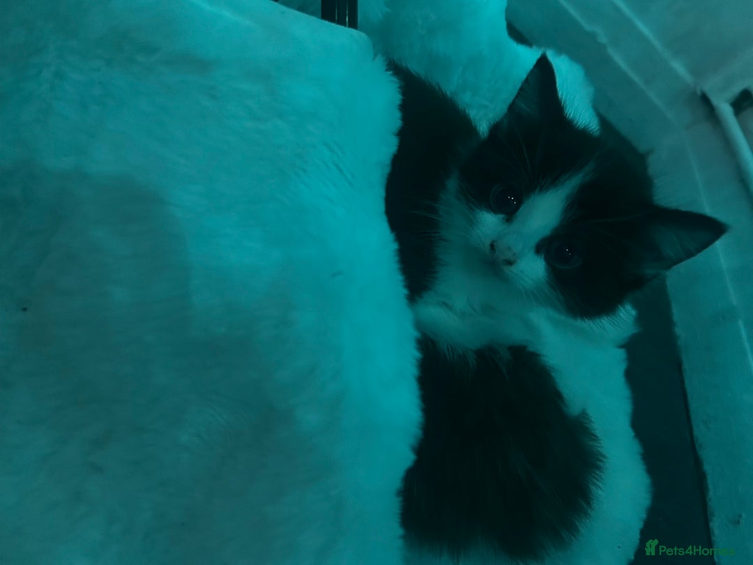 Turkish Van cats for sale: Half Turkish van kittens  - Advert 3