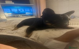 French Bulldog dogs for sale: Urgent rehome needed - Image 3