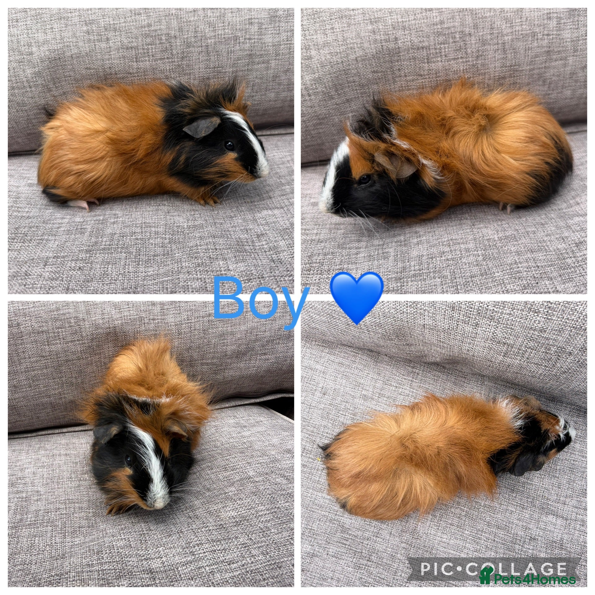 Guinea Pig rodents Male & Female piggies looking for new laps - Advert 2