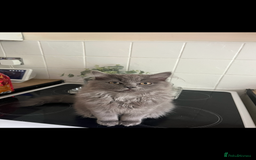 British Longhair cats for sale: Male British longhair - Advert 3