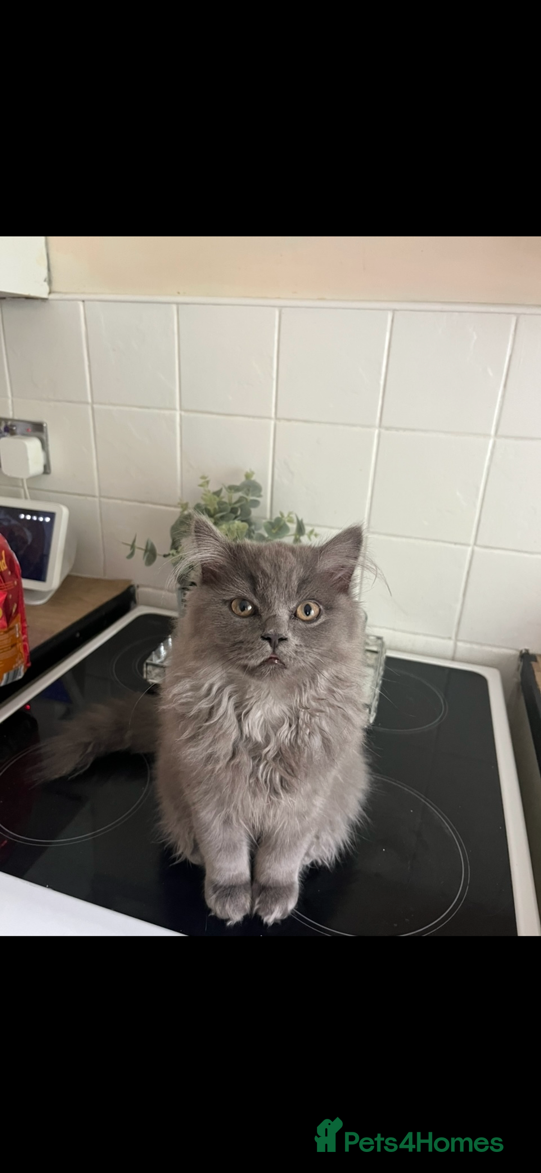British Longhair cats for sale: Male British longhair - Advert 3