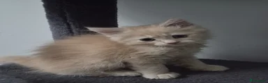 Siberian 5