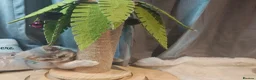 British Shorthair cats for sale: Blue golden, lilac gold, cinnamon bi colour  - Advert 17