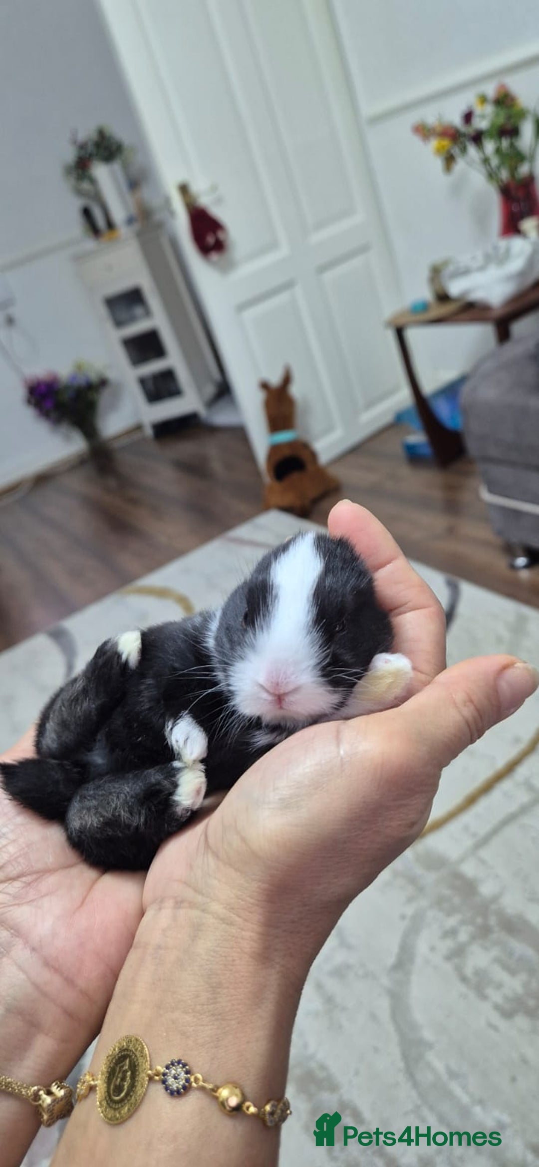 Tri Coloured Dutch rabbits for sale: They are 22 days old and mix Dutch and Rex  - Advert 14