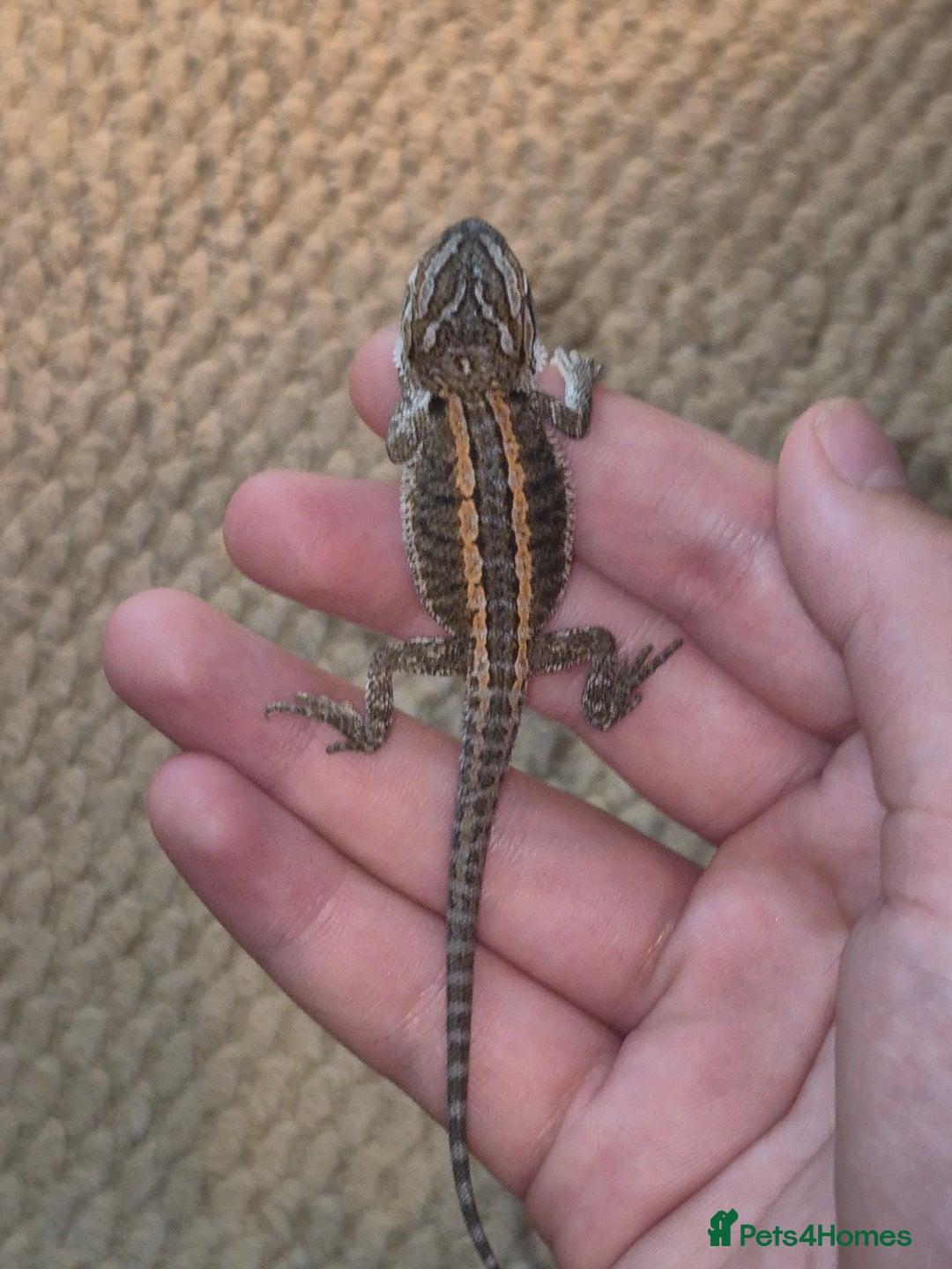 Bearded Dragon reptiles for sale: Bearded dragons  - Image 17
