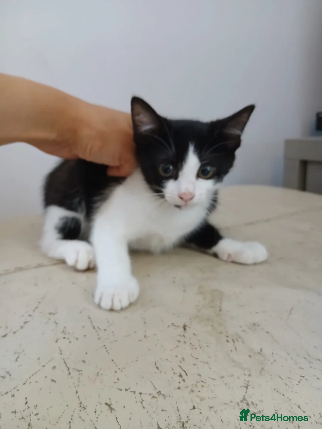 Mixed Breed cats for sale: Male kittens looking for loving forever home in Swindon - Advert 4