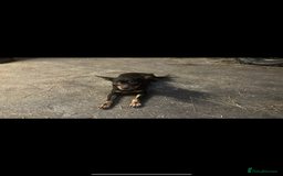Australian Kelpie dogs for sale: Australian Kelpie puppies  - Image 20