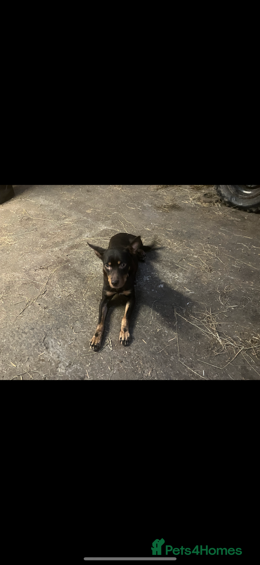 Australian Kelpie dogs for sale: Australian Kelpie puppies  - Image 20