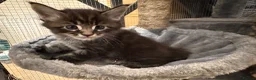Maine Coon cats for sale: TICA registered Maine Coons - Advert 15